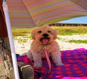 dog-on-beach